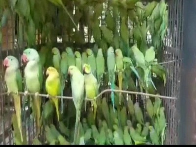 އިންޑިއާގައި 500 ގުރާ ސްމަގުލް ކުރަން އުޅުނު ދެ މީހަކު ހައްޔަރުކޮށްފި