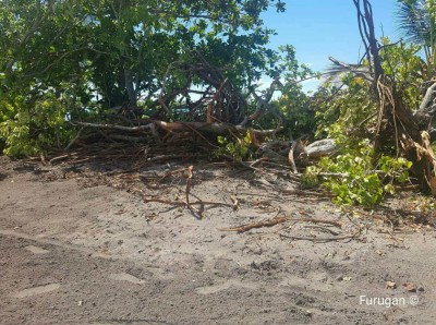 ގަސް ކެނޑި މައްސަލަ ބަލަން އީޕީއޭގެ ޓީމެއް ބާރަށަށް