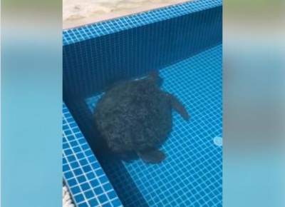 ކަނޑިންމަ ރިސޯޓުގެ ޕޫލަކަށް ވެއްޓުނު ވެލައެއް ސަލާމަތްކޮށްފި