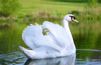 ފްލޮރިޑާގައި ސްވޯން ގިނަވެ ވިއްކަން ފަށައިފި