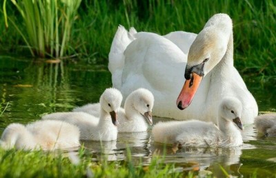 ފްލޮރިޑާގައި ސްވޯން ގިނަވެ ވިއްކަން ފަށައިފި