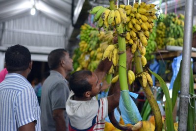 ނާސްތާ ޕްރޮގްރާމަށް ދޮންކެޔޮ ނުލިބޭތީ، ކެޔޮ ގަސް އިންދުމުގެ ޕްރޮގްރާމެއް ފަށަނީ