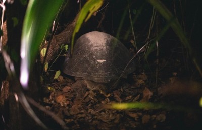 "ޓާޓަލް ބޯއި" ގާދޫގެ ވެލާތަކުގެ ހިމާޔަތުގައި