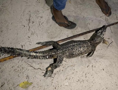 ވައިކަރަދޫއިން މަރުވެފައި އޮތް ކިނބުލެއް ފެނިއްޖެ