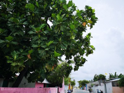ޒަމާނާ އެކު ބަދަލުވި ދެލޮނު ގިތީގެ ރެސިޕީ!