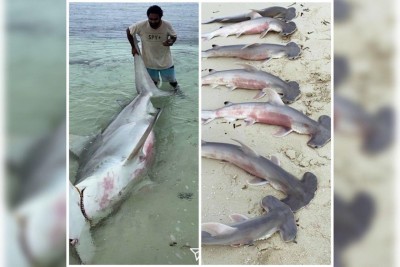 މިޔަރަކާއި އޭގެ 14 ދަރިން މަރުވީތަ؟ މަރާލީތަ؟