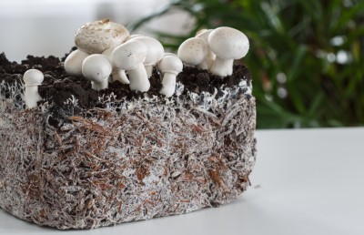 މަޝްރޫމުން ސިމެންތި ހެދިދާނެ