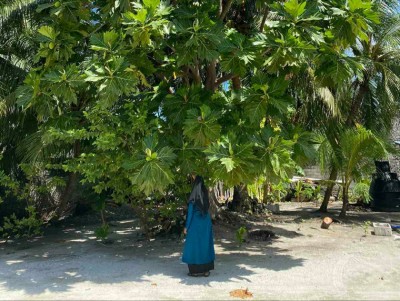 ބަނބުކެޔޮ މުސްތަަގުބަލާ ގުޅިފައި، މިއީ ސަމާސާއެއް ނޫން!