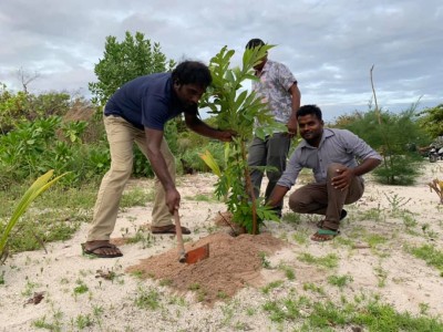 ބަނބުކެޔޮ ގަސް އިންދުމުގެ މޫސުމެއް، ޒުވާނުން ހޭބޯނާރާ