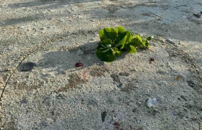 އެއް ބަޔަކަށް ބޮމެއްގެ ބާރު އަޑު، އަނެއް ބަޔަކު ދުއްވައިގަތީ ގޭސްފުޅި ގޮވީ ކަމަށް ހީކޮށް!