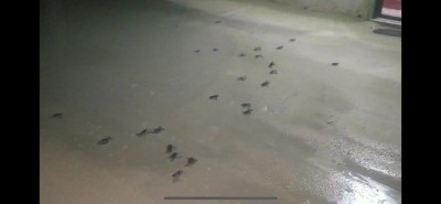 ކުދި ވެލާތައް ރަށުތެރެއަށް އެރުމުން ސަލާމަތްކޮށް މޫދަށް ދޫކޮށްލައިފި