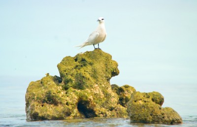 ވެލަޔާއި މަޑި ހިމެނޭ ގޮތަށް ހިމާޔަތް ކޮށްފައިވާ ދިރޭ ތަކެއްޗާ މެދު އަމަލުކުރާނެ ގޮތުގެ އުސޫލެއް ހަދައިފި