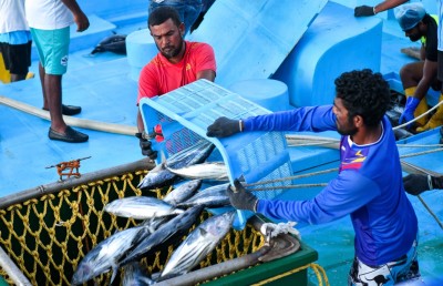 މަސް ކިލޯއެއް 25ރ: ކިހާ ދުވަހަކަށް ހިފަހައްޓާލެވޭނެ؟
