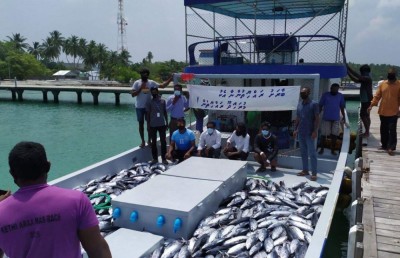 ބާރަށަށް އަވަށްޓެރި މުރައިދޫ ރައްޔިތުންގެ ހަދިޔާ ދަތުރު