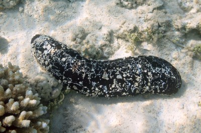 ހުއިފިލަނޑާގެ ދެ ބާވަތެއް ރާއްޖެއިން ބޭރުކުރުމުގެ ހުއްދަ ދިނުން ހުއްޓާލަނީ