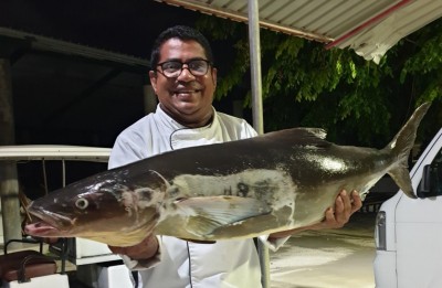 ކޯބިޔާ މަހުގެ ކެއުމަކުން ފަތުރުވެރިން ހައިރާންކޮށްފި