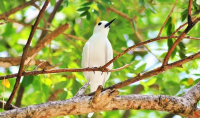 އައްޑޫގެ ދޮންދީނި ހިމާޔަތް ކުރަން ކާޅު މެރުމުގެ ހުއްދައަކަށް އެދެފި