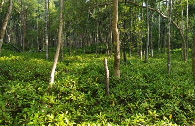 އާދަޔާޚިލާފު ރީތި ކޭލަކުނު ގައި އިކޯ ޓޫރިޒަމް ފައްކާކުރަނީ