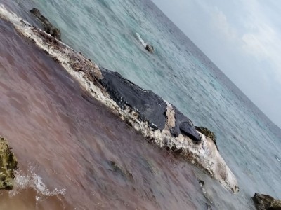 ތަކަންދޫ އަށް ލައްވި ބޮޑުމަހެއް ނައްތާލުމުގެ މަސައްކަތް ކުރަނީ