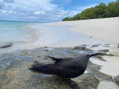 އަނިޔާވެފައިވާ ކުރަނގި ބަލަހައްޓަން، ދޫނި ސަލާމަތްކުރި އައްޒާމަށް!