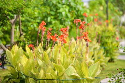 ޖަނަވާރާއި ގަސް އެތެރެކުރުމުގެ 24 ގަޑިއިރު ކުރިން ލިޔުންތައް ހުށަހަޅަން އަންގައިފި