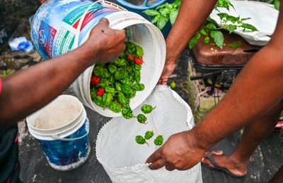 ކަނޑޫދޫގެ ޒަހަމްތަކުގައި މިރުހުގެ ދިލަ