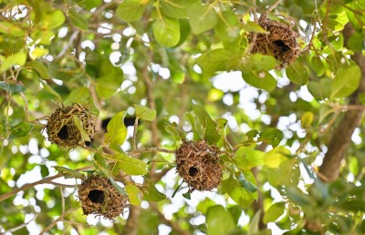 ކަނޑިތީމަށް ހަމްދޫން އުދުއްސާލި އުފާވެރިކަން