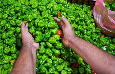 ކަނޑުދޫ މިރުހުގެ އަގު ހެޔޮވެއްޖެ