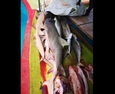 މިޔަރު މަސްވެރިކަން ކުރަމުން ދިޔަ ބަޔަކު ހުއްޓުވައިފި