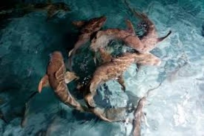 އެކްސްކާޝަންގެ ގޮތުގައި މިޔަރަށް ކާންދިނުމަކީ މަނާކަމެއް