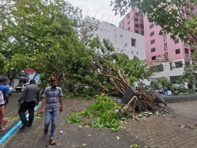 ވައިގަދަވެ މާލޭ މަގުމަތީގައި ހުރި ބައެއް ގަސް ވެއްޓިއްޖެ