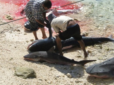 ކަށިމިޔަރުގެ މަސްވެރިކަން ހުއްޓުވަން ދެވަނަ ފަހަރަށް ހުށަހެޅުމުން ވެސް ކޯޓުން ބޭރުކޮށްލައިފި