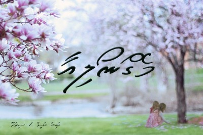 މެގްނޯލިއާ 35