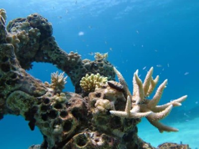 ސަމާ އައިލެންޑުގެ ތްރީޑީ ފަރުގައި މުރަކަ އާލާވާން ފަށައިފި