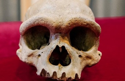 މި ނާށިގަނޑަށް 146،000 އަހަރު!