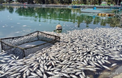 ވައިކަރަދޫ ފަޅުތެރޭ މުށިމަސްތައް މަރުވެ، އަނެއްކާވެސް ކުނިވެއްޖެ