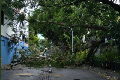 ވަޔާއެކު ގަހެއް ވެއްޓި، ލިލީމަގު މުޅިން ބަންދުވެއްޖެ