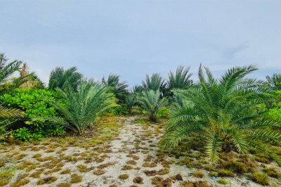 ކުނިތަކާއެކު އުކާލި ކަދުރުއޮށްތަކުން ހެދުނީ ބޮޑު ކަދުރު ދަނޑެއް