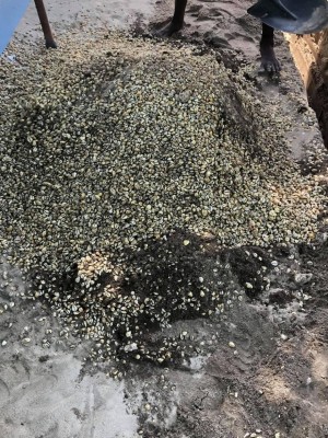 ހޮޅުދޫން ފެނުނު ބޮލިވަޅާއެކު ހަނދާންތައް 100 އަހަރު ފަހަތަށް!