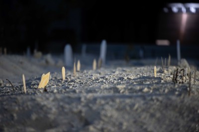 ހިއުމެނިޓޭރިއަން ފޮރެންސިކް އެކްޝަން: އިސްލާމް ދީނުގެ އަލީގައި 1