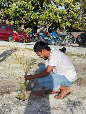 ރ. މީދޫ ޓާފް ދަނޑުގެ މަސައްކަތް ލަސްވާތީ ޒުވާނުން ނުކުމެ ދަނޑުގައި މިރުސް ގަސް އިންދައިފި