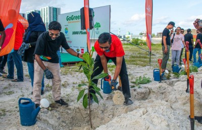 ކްލީން މޯލްޑިވްސް އާއި ދިރާގުން ހުޅުމާލޭގައި ގަސް އިންދައިފި