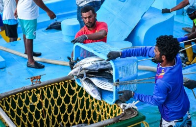 ފިހާރަތަކުން ކަނޑުމަހުގެ ބާވަތްތައް ހުސްވެއްޖެ، ކަނޑުމަހަށް ނުދާތާ މަހަކަށް ވުރެ ގިނަ ދުވަސް!