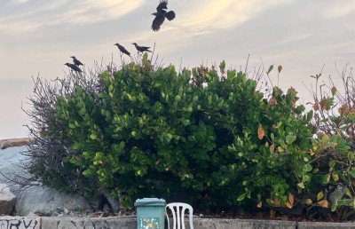 ފުވައްމުލަކުން ގެއެއް: ތެޅިގަލް ފައުރު ތެރެއިން އެހެން ޒަމާނަކަށް