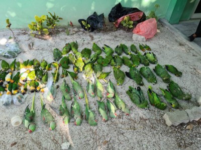 ދިރޭތަކެތި އެތެރެ ކުރާ މީހުން ގާނޫނާ އެއްގޮތަށް އަމަލު ކުރަން މިނިސްޓްރީން އިލްތިމާސް ކޮށްފި