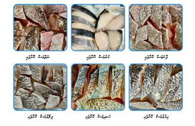 ކޮކާ ފިޝް: މަސް ގަންނަން ދިއުމުގެ ތަކުލީފު ނިމުމަކަށް، ކޮންމެ ވައްތަރެއް ވެސް ސީދާ ގެއަށް
