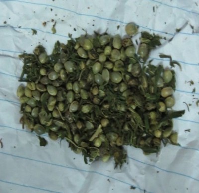 ރާއްޖެ އައި އިނގިރޭސި ވިލާތުގެ މީހެއްގެ އަތުން މަސްތުވާތަކެތި އަތުލައިފި