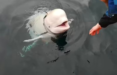 ރަޝިޔާގެ "ސްޕައި ވޭލް" މަރުވެފައި އޮއްވައި ފެނިއްޖެ