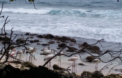 ހިޖުރަކުރާ ދޫނީގެ ހިމާޔަތަށް ކައުންސިލްތަކުގެ ޒިންމާ އަދާކުރަން ގޮވާލައިފި