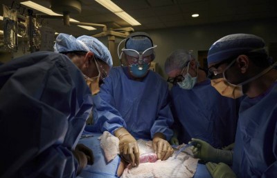 އިންސާނެއްގެ ހަށިގަނޑުގައި އޫރެއްގެ ކިޑްނީ އިންދައިފި